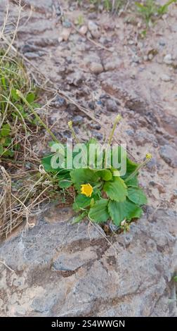 Herbst-Hahnenfuß (Ranunculus Bullatus) Stockfoto