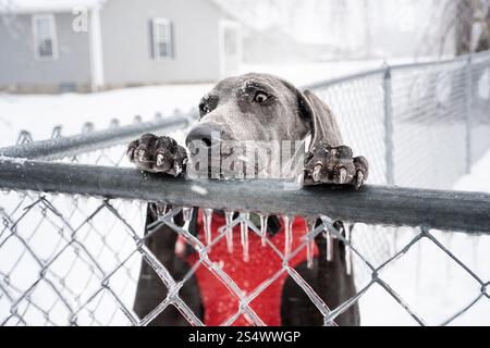 Blaues Weimaraner-Hündchen im Schnee Stockfoto
