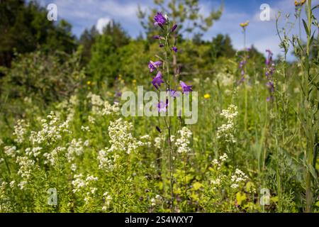 Sibirische Bellblume (Campanula sibirica) Stockfoto