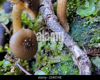 Austral-Honigpilz (Armillaria novae-zelandiae) Stockfoto