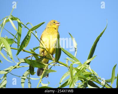 Grünlandgelbfink (Sicalis luteola) Stockfoto