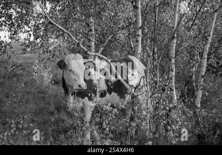 Rinderherde fressen Heu aus den Stapeln im Herbstwald Stockfoto