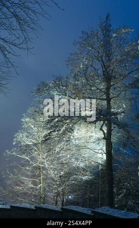 Eis bedeckte Spitzen Bäume (Straßenlaterne beleuchtet) auf Nacht Himmelshintergrund. Stockfoto