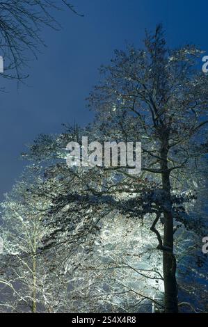 Eis bedeckte Spitzen Bäume (Straßenlaterne beleuchtet) auf Nacht Himmelshintergrund. Stockfoto