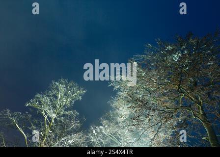 Eis bedeckte Spitzen Bäume (Straßenlaterne beleuchtet) auf Nacht Himmelshintergrund. Stockfoto