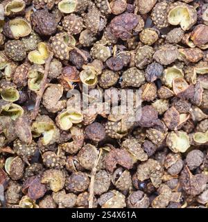 quadratische Essen Hintergrund - getrocknete Schoten des Sichuanpfeffers hautnah Stockfoto