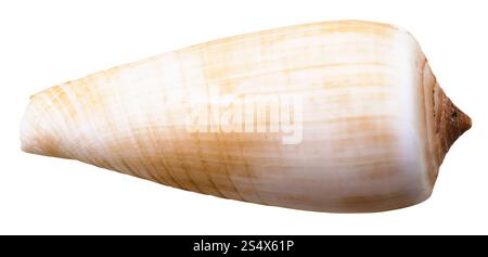 Molluske Shell Meer Kegelschnecke isoliert auf weißem Hintergrund Stockfoto