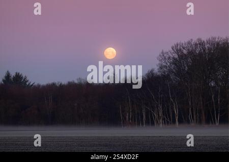 Vollmond über dem Wald kurz vor Sonnenaufgang, im Vordergrundnebel auf einem Feld Stockfoto