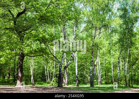 natürlichen Hintergrund - Lichtung im grünen Eiche und Birke Wald im sonnigen Tag Stockfoto