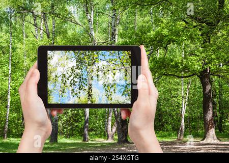 Saison Konzept - naturalistische Fotografien Birke Baum Zweig in grünen Waldlichtung auf smartphone Stockfoto