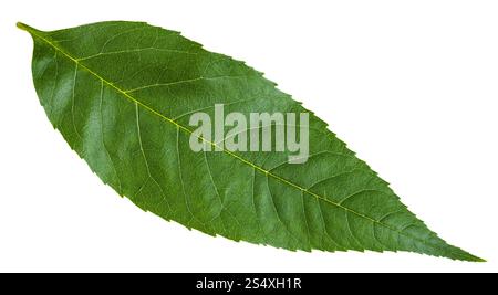 grünes Blatt von Fraxinus Excelsior Baum (Asche, europäischer Esche, gemeine Esche) isoliert auf weißem Hintergrund Stockfoto