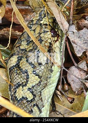 Küstenteppich Python (Morelia spilota mcdowelli) Stockfoto