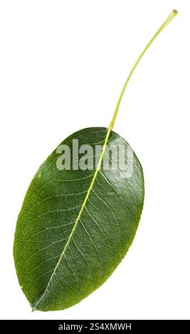 grünes Blatt Birnbaum (Pyrus Communis, Europäische Birne, gemeinsame Birne) isoliert auf weißem Hintergrund Stockfoto
