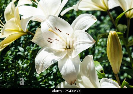 Weiße Blumen von Lilium Candidum (Madonnenlilie) schließen sich in grünen Garten in sunmmer Tag Stockfoto