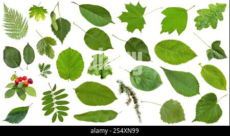 Set von farbigen grünen Blättern isoliert auf weiß - Pflaume, Farn, eberei, Haselnuss, Asche, Ahorn, Lärche, Eiche, Birke, Acer, Quitte, Traube, Espen, Gurke, Kartoffel Stockfoto