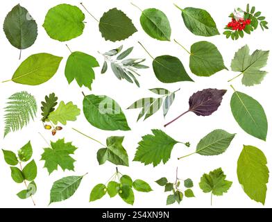 Set von farbigen grünen Blättern isoliert auf weiß - Apfel, Farn, eberei, Eiche, Eichel, Geißblatt, Acer, Ahorn, Asche, Weinrebe, Traube, parthenocissus, Efeu, Malu Stockfoto