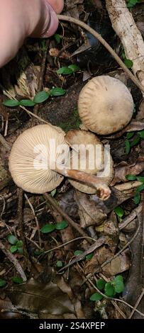 Austral-Honigpilz (Armillaria novae-zelandiae) Stockfoto
