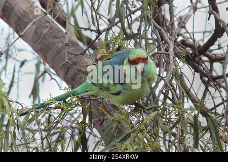 Mallee Ringneck (Barnardius zonarius barnardi) Stockfoto