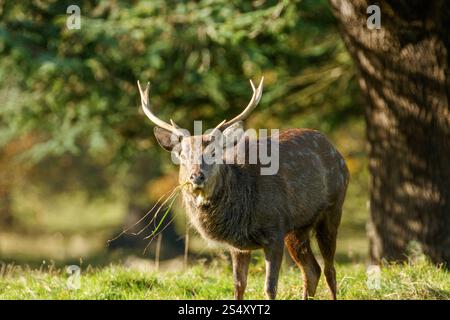 Ein wilder sika-Hirsch mit beeindruckenden Geweihen, der in seiner natürlichen Waldumgebung frisches Gras frischt, Studley Royal, Ripon, North Yorkshire, Großbritannien. Stockfoto
