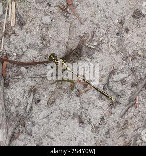 Gelb gestreifter Jäger (Austrogomphus guerini) Stockfoto