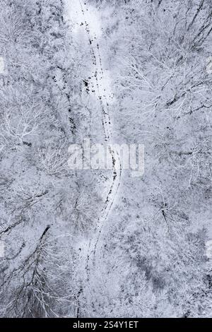 Aus der Vogelperspektive auf die Winterlandschaft mit schneebedeckten Bäumen im Park Stockfoto