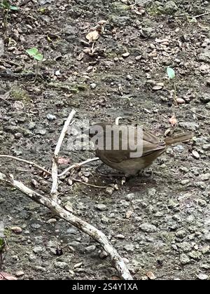 Grassquit mit schwarzem Gesicht (Melanospiza bicolor) Stockfoto