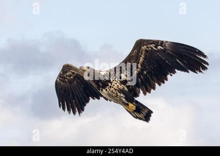 Seeadler Stockfoto