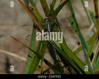 Gelb gestreifter Jäger (Austrogomphus guerini) Stockfoto