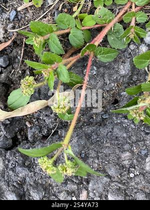 Florida Hängematte Sandmatte (Euphorbia ophthalmica) Stockfoto