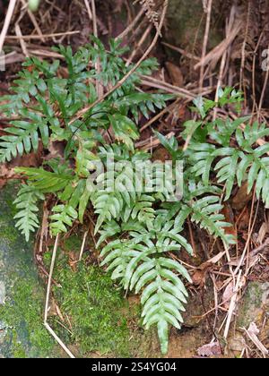 Halbstiftbremse (Pteris semipinnata) Stockfoto