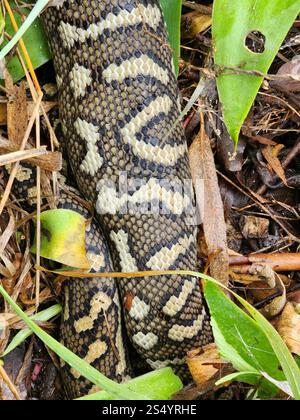 Küstenteppich Python (Morelia spilota mcdowelli) Stockfoto