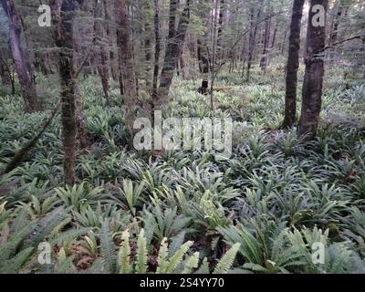 Kronfarn (Lomaria-Verfärbung) Stockfoto