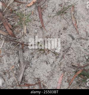 Gelb gestreifter Jäger (Austrogomphus guerini) Stockfoto
