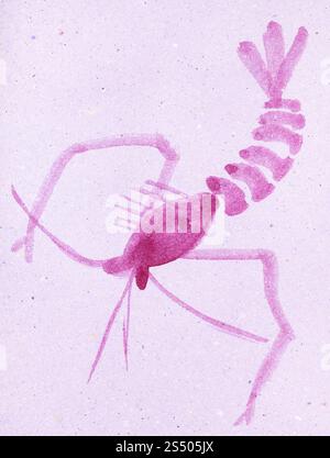 Ausbildung im Suibokuga Stil mit Aquarellfarben - Garnelen auf rosa farbigem Papier zeichnen Stockfoto