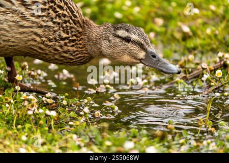 Nahaufnahme von weiblicher Mallard-Ente, die aus einer Puddle trinkt Stockfoto