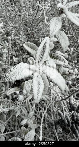Gefrorene Pflanzen, die mit Eis bedeckt sind Stockfoto