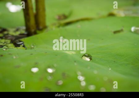 Grüne Blattwasserlilie und Wassertropfen auf einem Lotusblatt bei Tageslicht mit selektivem Fokus. Stockfoto