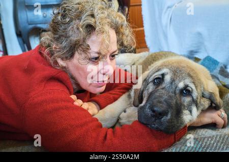Seniorin kuschelt ihren spanischen Mastiff-Welpen zu Hause auf eine gemütliche Decke und genießt einen herzerwärmenden Moment der Verbindung Stockfoto
