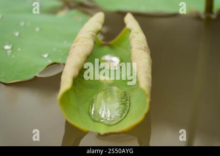 Grüne Blattwasserlilie und Wassertropfen auf einem Lotusblatt bei Tageslicht mit selektivem Fokus. Stockfoto