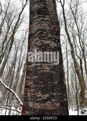 Buchenrinde Canker-Pilz (Neonectria faginata) Stockfoto