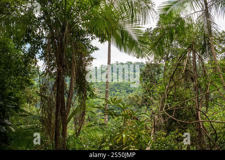 Dschungelfauna auf dem Wanderweg zum Sono Beach bei Paraty, Rio de Janeiro, Brasilien. Stockfoto