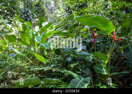 Dschungelfauna auf dem Wanderweg zum Sono Beach bei Paraty, Rio de Janeiro, Brasilien. Stockfoto