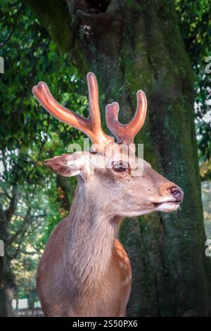 Männliche Sika-Hirsche im Nara-Park-Wald, Japan. Sika-Hirsch im Nara Park Forest, Japan Stockfoto