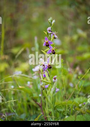 Eine BienenOrchidee auf einer Wiese Stockfoto