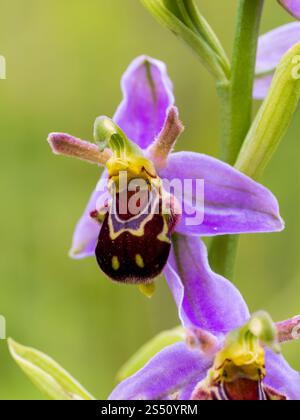 Eine BienenOrchidee auf einer Wiese Stockfoto