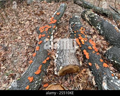 Nördliches Zinnober-Polypore (Trametes cinnabarina) Stockfoto