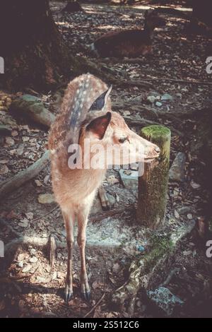 Neu geborenes Sika Rehwild im Nara Park Forest, Japan. Sika Rehwild im Nara Park Forest, Japan Stockfoto