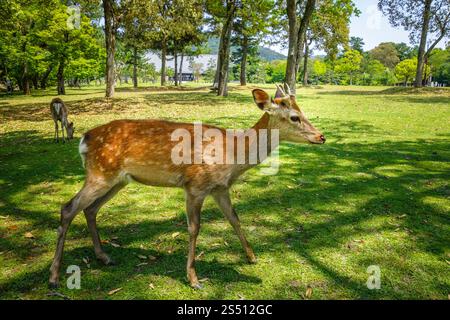 Wilde Sika-Hirsche im Nara Park, Japan. Sika-Hirsche im Nara Park, Japan Stockfoto
