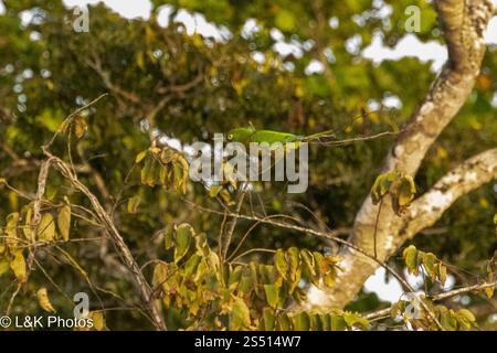 Papageiensittich (Eupsittula nana) Stockfoto