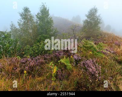 Early Misty Morning Dew Drops auf Wild Mountain grasbewachsenen Hügel mit wilden lila heidekraut Blumen und Spinnennetz. Stockfoto